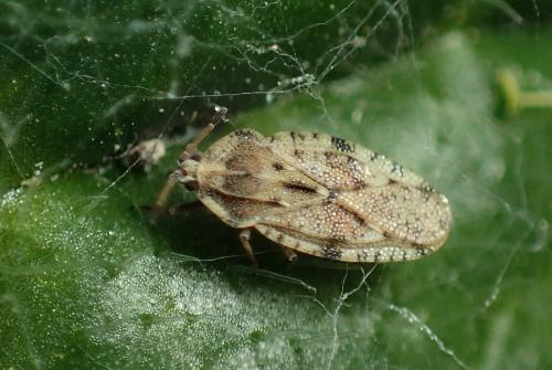 Réf. 223 388 : Tingis sp.